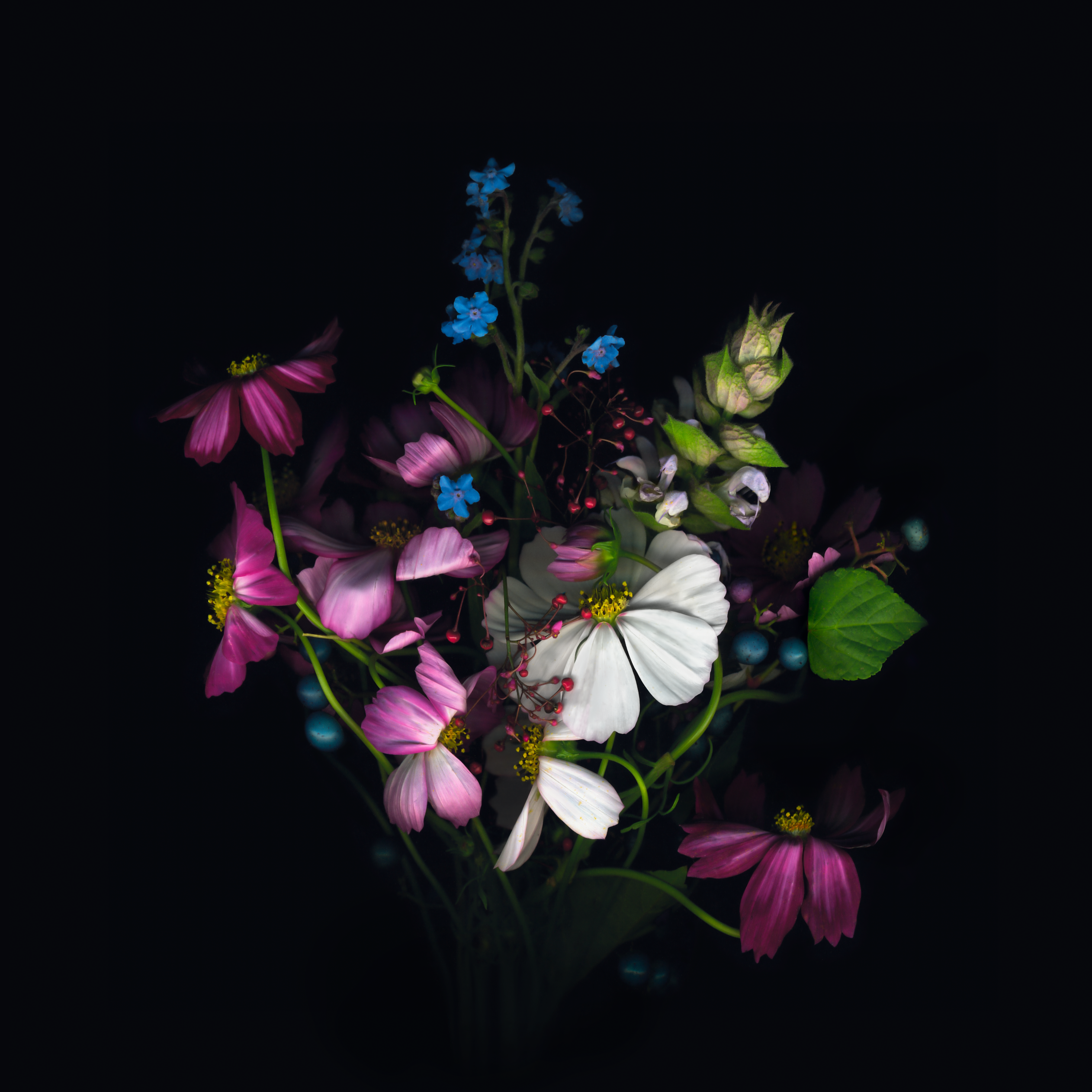Песня flowers hendrik. Цветы на черном фоне. Природа цветы. Альбом Flowers. Красивые темные цветы.